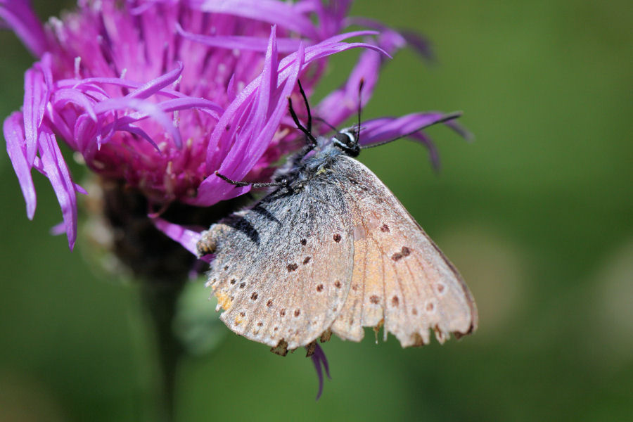 Lycaenidae molto vissuto